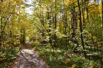 Autumn forest in October.