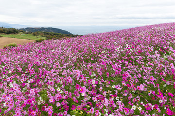 Cosmos flower field