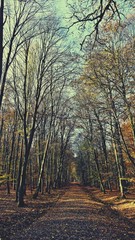 Lange Schneise durch den Novemberwald