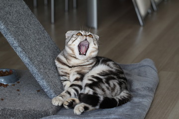 Portrait of a beautiful purebred housecat. British Shorthair kitten.
