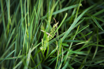 green grass close up, place for inscription.
