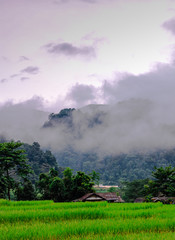 Rice field mountain side.