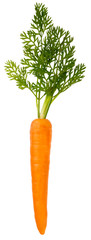 SINGLE FRESH CARROT CUT OUT