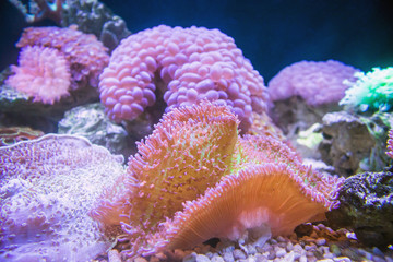 Obraz premium Sea anemone
