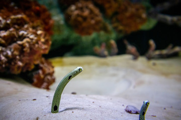 spot garden eel in aquarium sand
