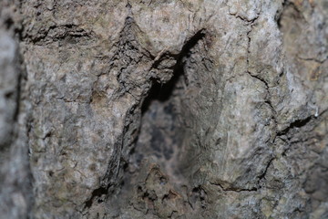 Inside Tree