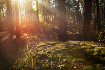 Pine forest in the early morning, the rays of the sun through the trees.
