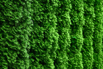 Western thuja emerald green hedge background texture, evergreen trees planted abreast make dense ...