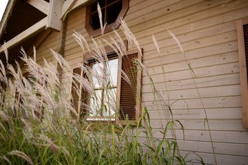 Field grass against the window of a lonely vintage wooden house in the afternoon.