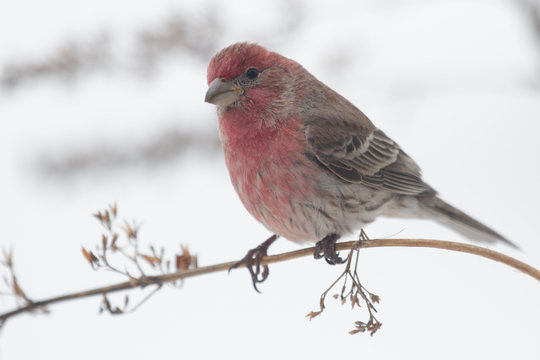Perched Male House Finch