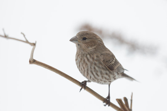 Perched Female House Finch