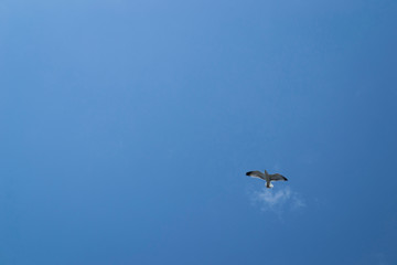 Möwe am Himmel