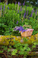 beautiful and large bouquet of lupines in a basket that stands on the trunk of a tree.