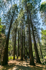 Obraz premium Sequoia Park California