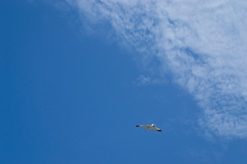 Möwe am Himmel