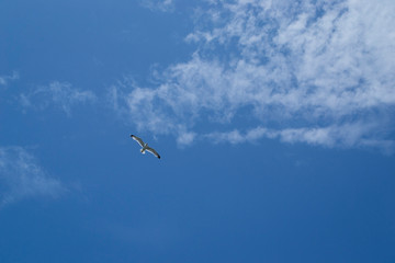 Möwe am Himmel