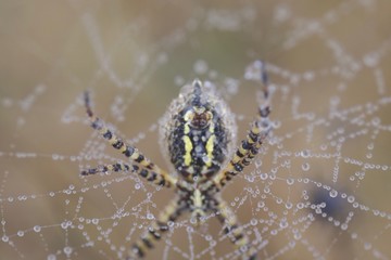 Banded Garden Spider. Web. Shiloh Ranch Regional Park in southeast Windsor includes oak woodlands, forests of mixed evergreens, ridges with sweeping views of the Santa Rosa Plain, canyons.