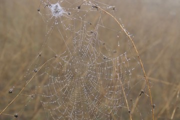Banded Garden Spider. Web. Shiloh Ranch Regional Park in southeast Windsor includes oak woodlands, forests of mixed evergreens, ridges with sweeping views of the Santa Rosa Plain, canyons.