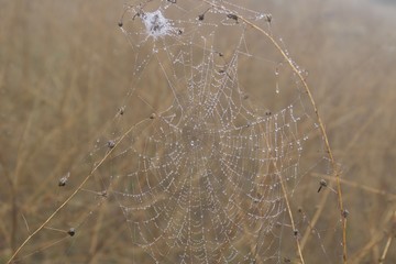 Banded Garden Spider. Web. Shiloh Ranch Regional Park in southeast Windsor includes oak woodlands, forests of mixed evergreens, ridges with sweeping views of the Santa Rosa Plain, canyons.