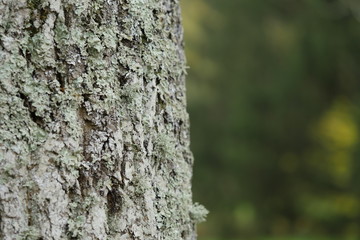 bark of a tree