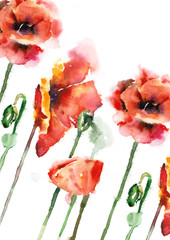 watercolor red poppies on white background 