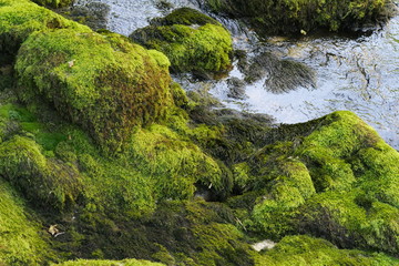 mossy rocks in the forest