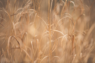 Image of golden Autumn withered grass background texture