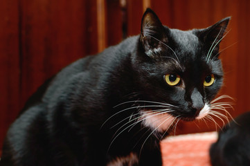 Beautiful black cat with yellow eyes.