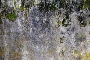Beautiful brick wall with greenish algae or vegetaion on it. Can be used as wall paper, texture , wallpaper or backdrop.