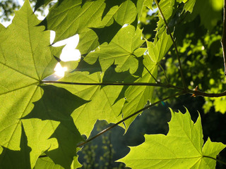 Ahornblatt im Gegenlicht