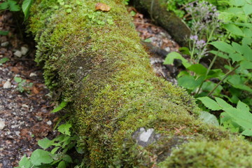 mossy tree truck in the forest