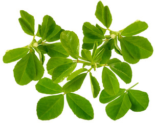 FRESH FENUGREEK