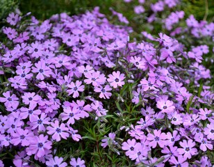 purple flowers in the garden