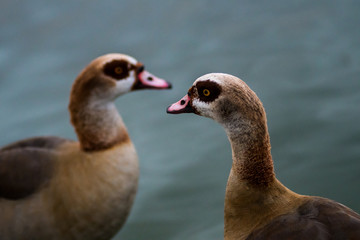 A pair of Egyptian geese (Alopochen aegyptiaca) in a pond during an autumn day
