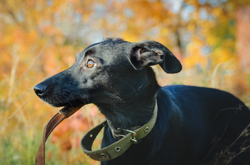 A little black mongrel dog stands in the grass. Close-up, portrait in pprofile.