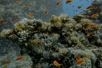 Naklejka na ściany i meble Korallenriff