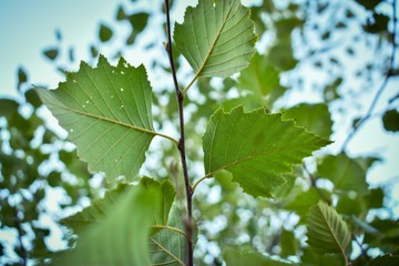 green leaf with water drops