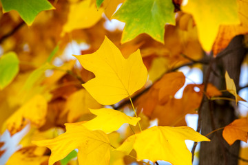 Naklejka na ściany i meble yellow colors of autumn