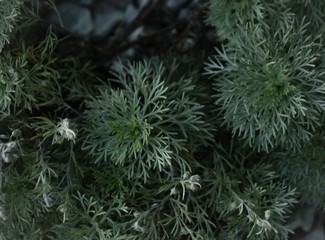Naklejka na ściany i meble Close up of plant
