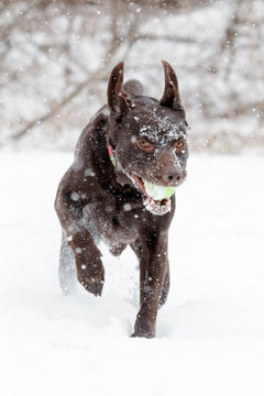 Adult Chocolate Labrador Retriever running in falling snow with a ball