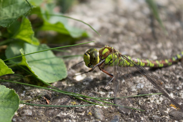 Dragonfly in the garden