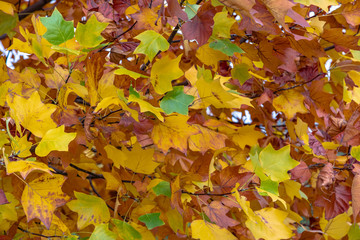 yellow colors of autumn