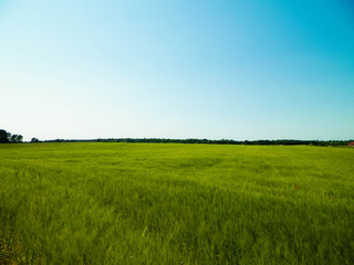 Green field in Kashubian village.