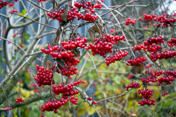 red mountain ash on a branch