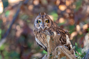 Short Eared Owl on a Branch