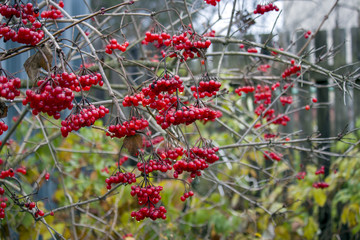 red mountain ash on a branch