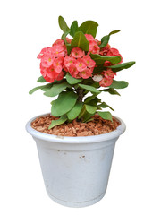 Euphorbia milii (crown of thorns) with path. Christmas flower.