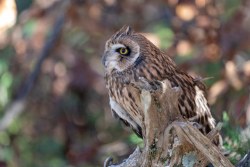 Short Eared Owl on a Branch