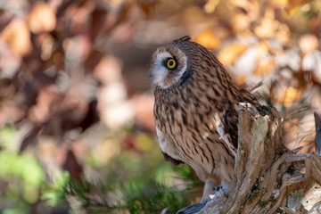 Short Eared Owl on a Branch