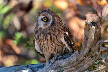 Short Eared Owl on a Branch